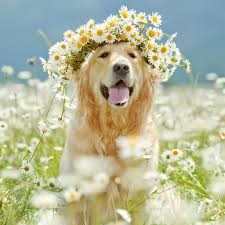flowers puppy